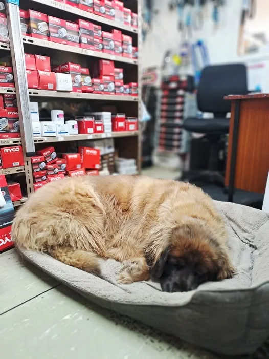 Parts department with RYCO stock and the shop dog